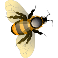 Honey Bee HQ Image Free