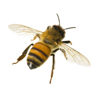 Honey Bee Free Clipart HQ