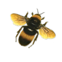 Honey Yellow Bee Free Clipart HD