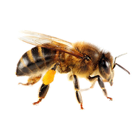 Honey Vector Yellow Bee Free HD Image