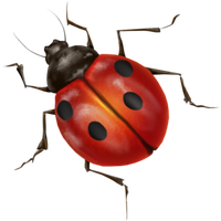 Ladybug Insect Free HD Image