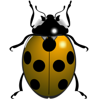 Ladybug Insect Free Download PNG HD