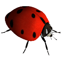 Ladybug Insect Free PNG HQ