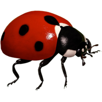 Ladybug Insect Pic Free Download PNG HQ