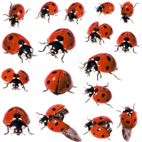 Ladybug Insect PNG Image High Quality