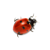 Ladybug Insect Red HD Image Free