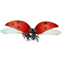 Ladybug Insect Red Free Download Image