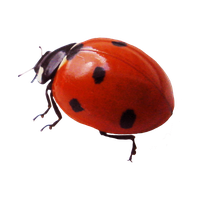 Ladybug Insect Red Photos PNG File HD