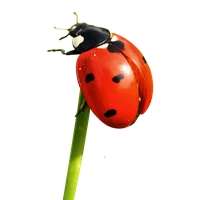 Ladybug Insect Pic Red Free Transparent Image HD