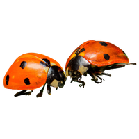 Ladybug Insect Red Free Clipart HQ