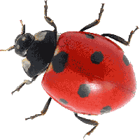 Ladybug Insect Red Free Download PNG HQ