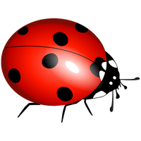 Ladybug Insect Vector PNG Image High Quality