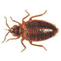 Pest Bug Bed Free PNG HQ