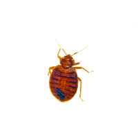 Pest Bug Bed HQ Image Free