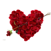 Rose Valentines Love Day Free Clipart HQ