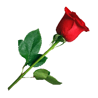 Rose Valentines Day Red Free Clipart HQ