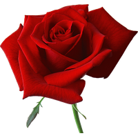 Rose Valentines Day Red PNG Free Photo