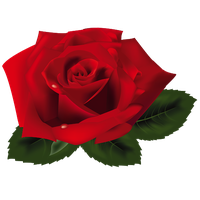 Rose Valentines Day Red Download HD