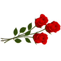 Rose Valentines Day PNG Free Photo