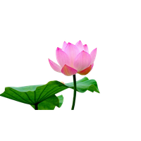 Lotus Flower Free Transparent Image HQ