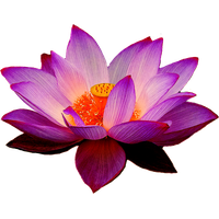 Purple Lotus Flower PNG Free Photo