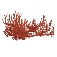 Coral Red PNG File HD