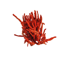 Precious Coral Red Free Download PNG HD