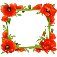 Poppy Frame Flower Pic Free Download PNG HQ
