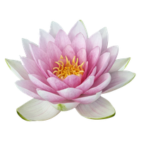 Lotus Flower Download Free Image
