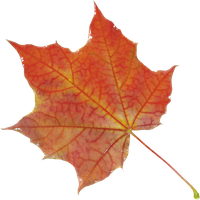 Autumn Vector Leaf Free HD Image