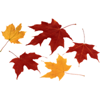 Autumn Falling Vector Leaf Download HQ