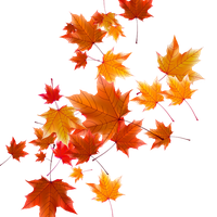 Autumn Falling Vector Leaf PNG Free Photo