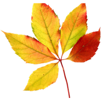 Autumn Picture Vector Leaf HD Image Free