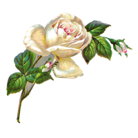 Picture Flower Artwork Free Clipart HD