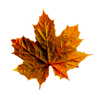 Autumn Golden Leaf Download Free Image