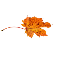 Autumn Golden Leaf PNG File HD