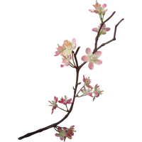 Blossom Flower Apple PNG Download Free