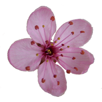 Blossom Single Flower Free Download Image