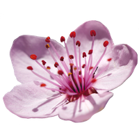 Blossom Flower Japanese Free Download PNG HD