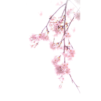 Blossom Cherry Flower Free Transparent Image HD