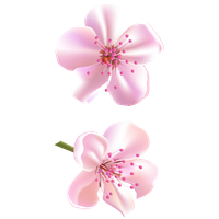 Blossom Vector Flower Free Download Image