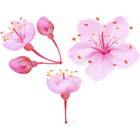Blossom Cherry Vector Flower Download HD