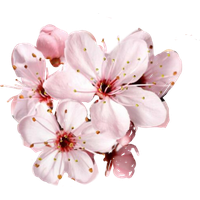 Pink Blossom Flower Free Transparent Image HD