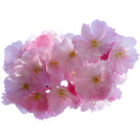 Purple Blossom Flower Free Download Image