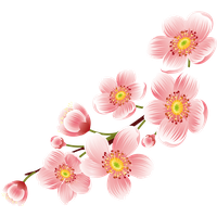 Blossom Cherry Flower Free PNG HQ