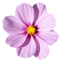 Blossom Flower Free Clipart HQ