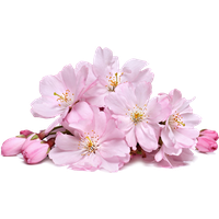 Blossom Real Flower HQ Image Free