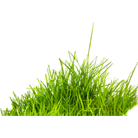 Field Grass Agriculture Photos Free Download PNG HQ