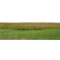 Field Grass Landscape Download Free Image