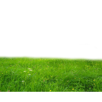 Summer Green Field PNG Free Photo